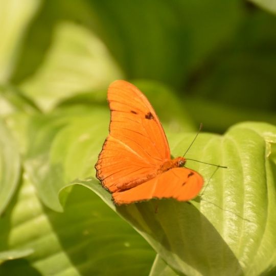 Orange Butterfly Meaning Spiritual Symbolism Trendslr